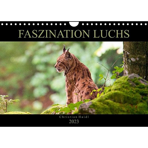 Faszination Luchs (Wandkalender 2023 DIN A4 quer), www.chphotography.de