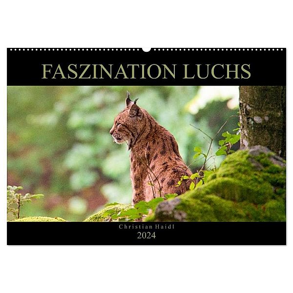 Faszination Luchs (Wandkalender 2024 DIN A2 quer), CALVENDO Monatskalender, www.chphotography.de