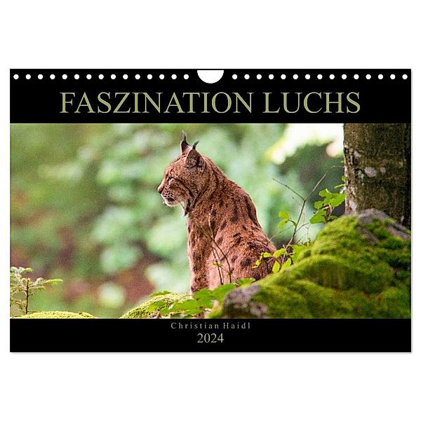 Faszination Luchs (Wandkalender 2024 DIN A4 quer), CALVENDO Monatskalender, www.chphotography.de