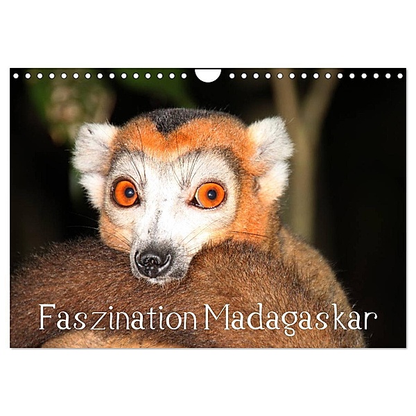 Faszination Madagaskar (Wandkalender 2025 DIN A4 quer), CALVENDO Monatskalender, Calvendo, Karsten-Thilo Raab