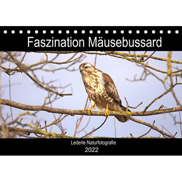 Faszination Mäusebussard (Tischkalender 2022 DIN A5 quer), Kevin Andreas Lederle