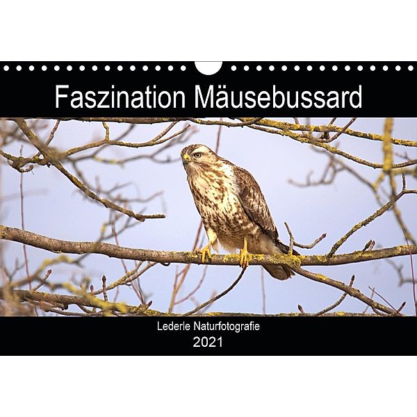 Faszination Mäusebussard (Wandkalender 2021 DIN A4 quer), Kevin Andreas Lederle