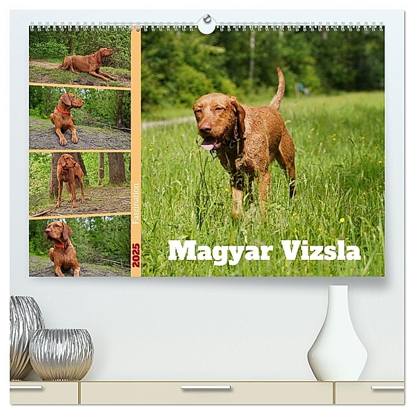 Faszination Magyar Vizsla (hochwertiger Premium Wandkalender 2025 DIN A2 quer), Kunstdruck in Hochglanz, Calvendo, Babett Paul - Babetts Bildergalerie