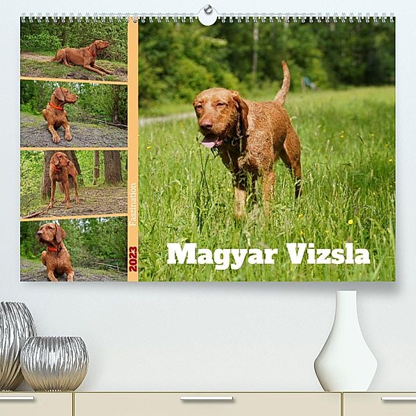 Faszination Magyar Vizsla (Premium, hochwertiger DIN A2 Wandkalender 2023, Kunstdruck in Hochglanz), Babett Paul - Babetts Bildergalerie