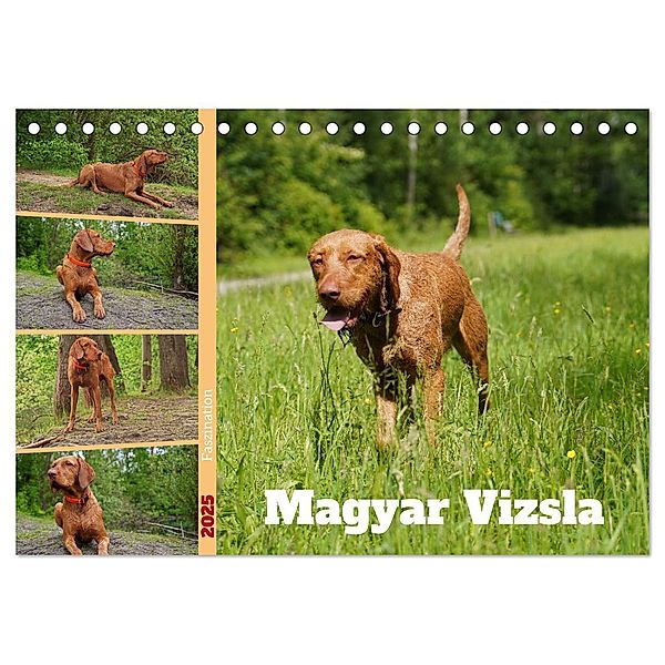 Faszination Magyar Vizsla (Tischkalender 2025 DIN A5 quer), CALVENDO Monatskalender, Calvendo, Babett Paul - Babetts Bildergalerie