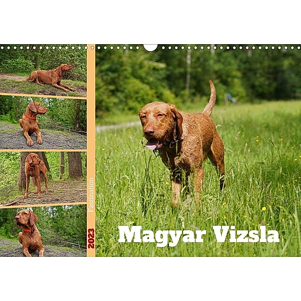 Faszination Magyar Vizsla (Wandkalender 2023 DIN A3 quer), Babett Paul - Babetts Bildergalerie
