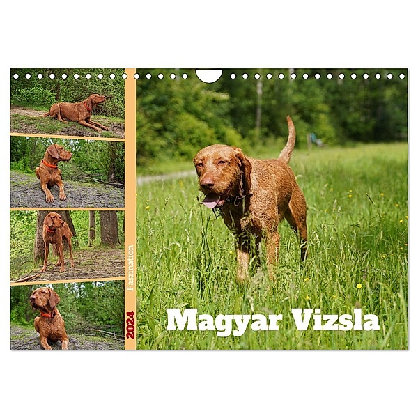 Faszination Magyar Vizsla (Wandkalender 2024 DIN A4 quer), CALVENDO Monatskalender, Babett Paul - Babetts Bildergalerie