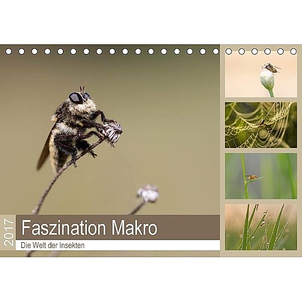 Faszination Makro - Die Welt der Insekten (Tischkalender 2017 DIN A5 quer), Andrea Potratz