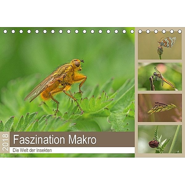Faszination Makro - Die Welt der Insekten (Tischkalender 2018 DIN A5 quer), Andrea Potratz