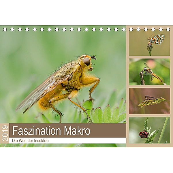 Faszination Makro - Die Welt der Insekten (Tischkalender 2019 DIN A5 quer), Andrea Potratz