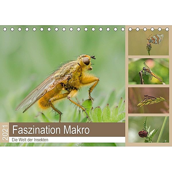 Faszination Makro - Die Welt der Insekten (Tischkalender 2021 DIN A5 quer), Andrea Potratz