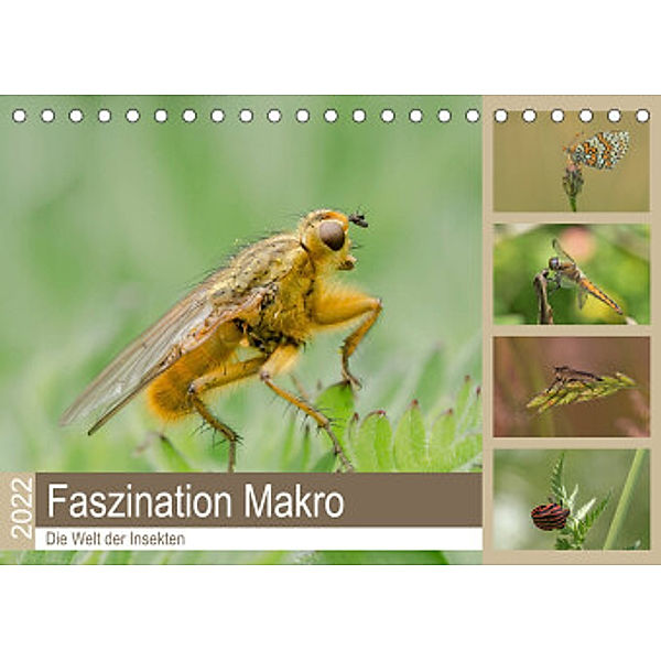 Faszination Makro - Die Welt der Insekten (Tischkalender 2022 DIN A5 quer), Andrea Potratz