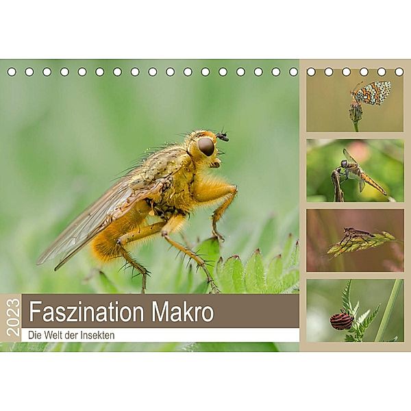 Faszination Makro - Die Welt der Insekten (Tischkalender 2023 DIN A5 quer), Andrea Potratz