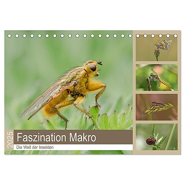 Faszination Makro - Die Welt der Insekten (Tischkalender 2025 DIN A5 quer), CALVENDO Monatskalender, Calvendo, Andrea Potratz