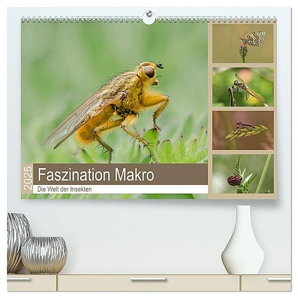 Faszination Makro - Die Welt der Insekten (hochwertiger Premium Wandkalender 2025 DIN A2 quer), Kunstdruck in Hochglanz, Calvendo, Andrea Potratz