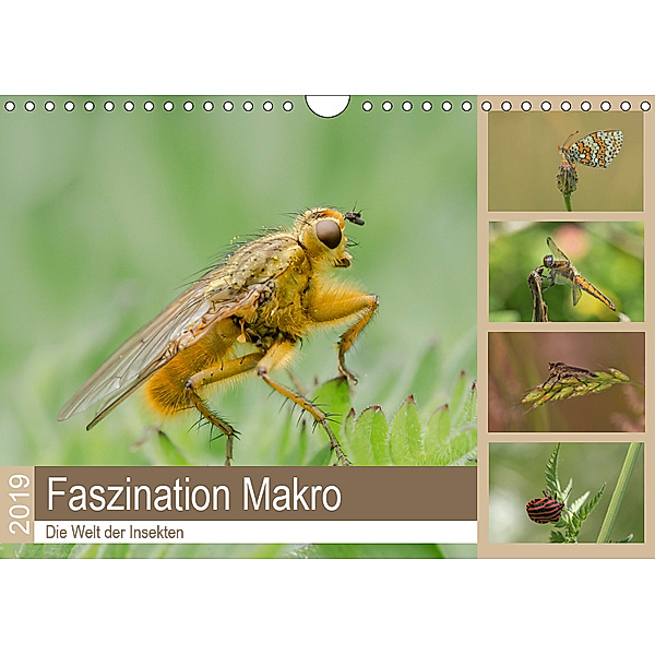 Faszination Makro - Die Welt der Insekten (Wandkalender 2019 DIN A4 quer), Andrea Potratz