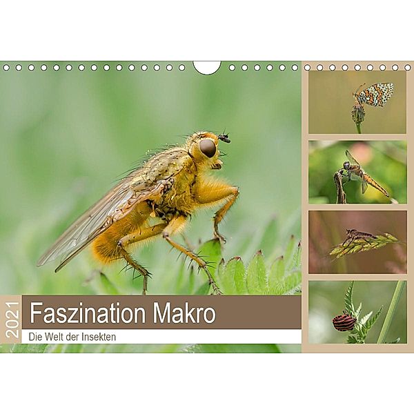 Faszination Makro - Die Welt der Insekten (Wandkalender 2021 DIN A4 quer), Andrea Potratz