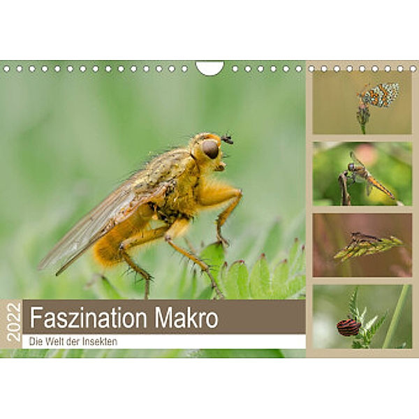 Faszination Makro - Die Welt der Insekten (Wandkalender 2022 DIN A4 quer), Andrea Potratz