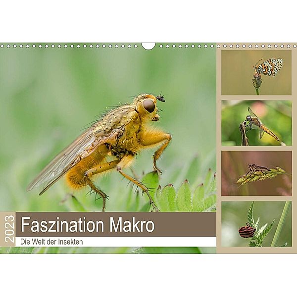 Faszination Makro - Die Welt der Insekten (Wandkalender 2023 DIN A3 quer), Andrea Potratz