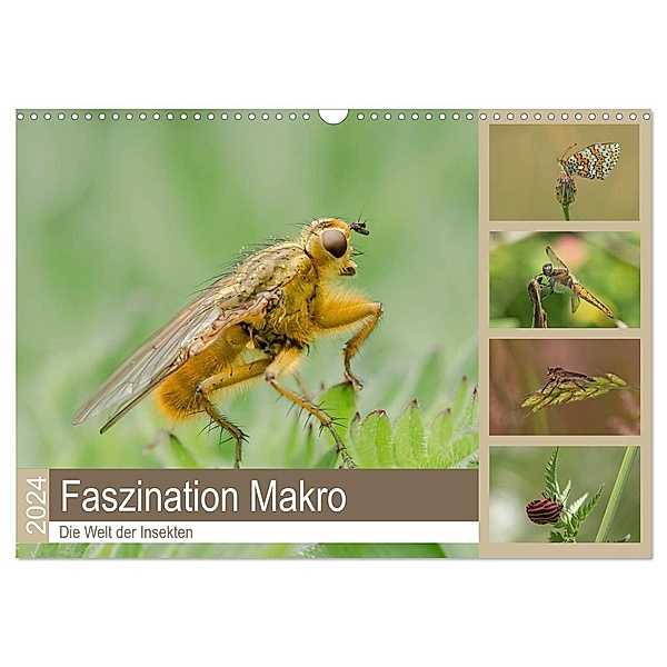 Faszination Makro - Die Welt der Insekten (Wandkalender 2024 DIN A3 quer), CALVENDO Monatskalender, Andrea Potratz