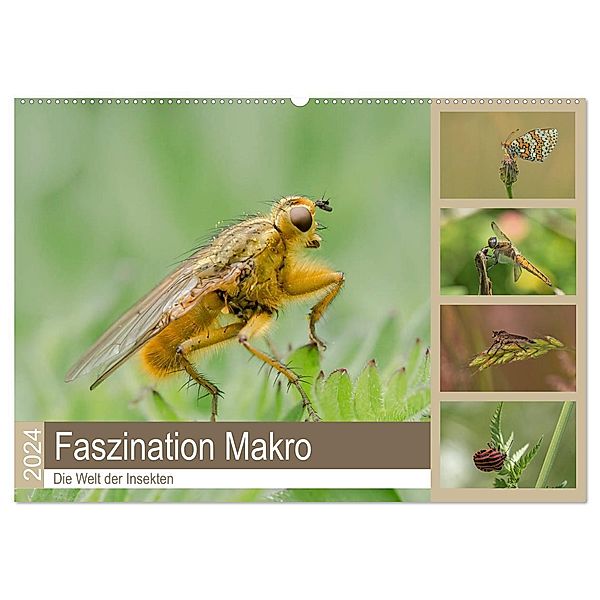 Faszination Makro - Die Welt der Insekten (Wandkalender 2024 DIN A2 quer), CALVENDO Monatskalender, Andrea Potratz