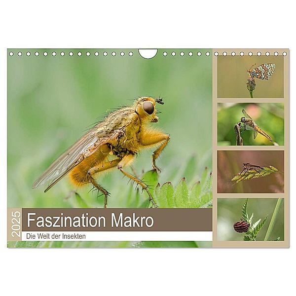 Faszination Makro - Die Welt der Insekten (Wandkalender 2025 DIN A4 quer), CALVENDO Monatskalender, Calvendo, Andrea Potratz