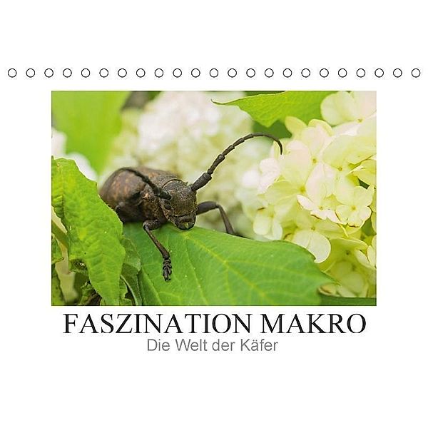 Faszination Makro - Die Welt der Käfer (Tischkalender 2017 DIN A5 quer), Andrea Potratz