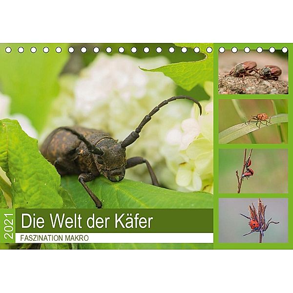Faszination Makro - Die Welt der Käfer (Tischkalender 2021 DIN A5 quer), Andrea Potratz