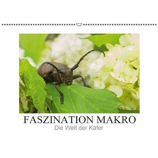 Faszination Makro - Die Welt der Käfer (Wandkalender 2016 DIN A2 quer), Andrea Potratz