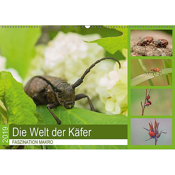 Faszination Makro - Die Welt der Käfer (Wandkalender 2019 DIN A2 quer), Andrea Potratz