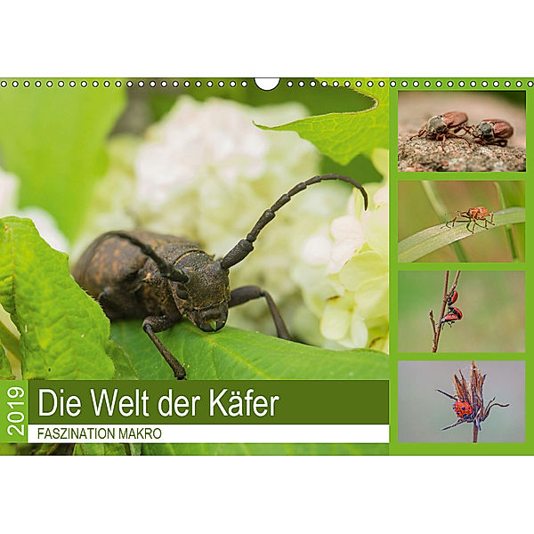 Faszination Makro - Die Welt der Käfer (Wandkalender 2019 DIN A3 quer), Andrea Potratz