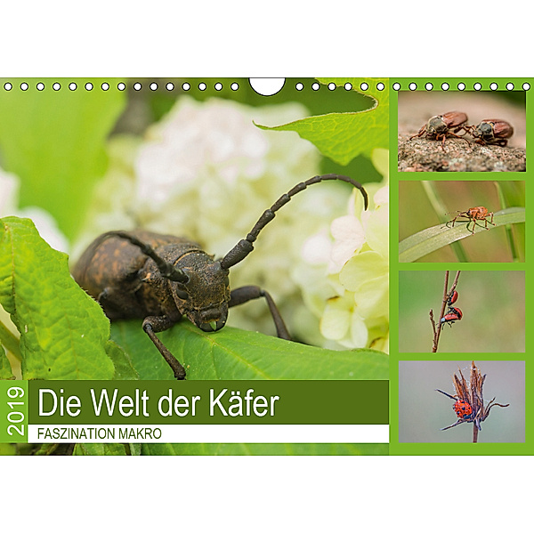 Faszination Makro - Die Welt der Käfer (Wandkalender 2019 DIN A4 quer), Andrea Potratz