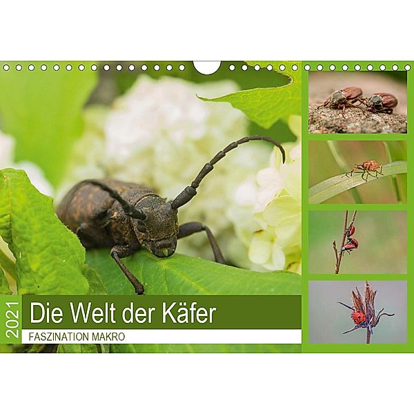Faszination Makro - Die Welt der Käfer (Wandkalender 2021 DIN A4 quer), Andrea Potratz