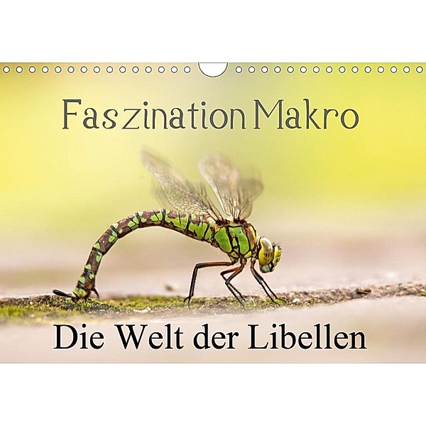 Faszination Makro - Die Welt der Libellen (Wandkalender 2021 DIN A4 quer), Andrea Potratz