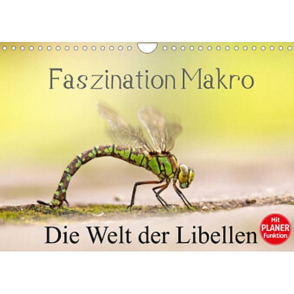 Faszination Makro - Die Welt der Libellen (Wandkalender 2022 DIN A4 quer), Andrea Potratz