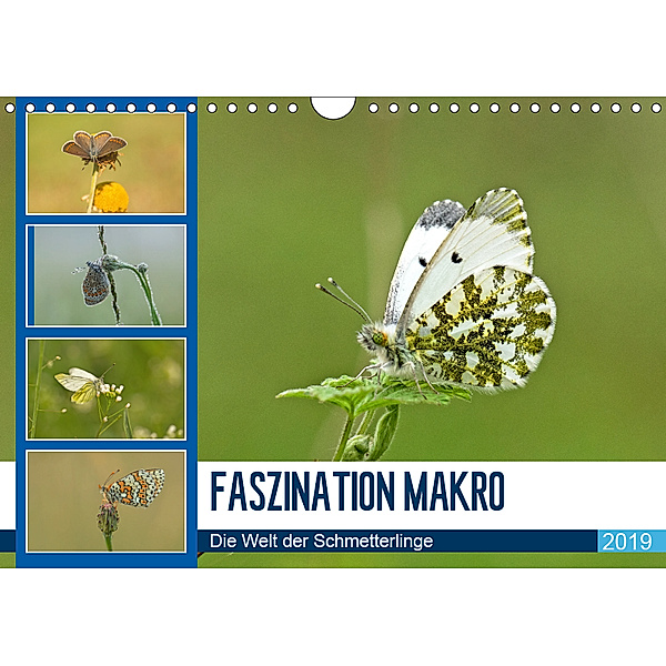 Faszination Makro - Die Welt der Schmetterlinge (Wandkalender 2019 DIN A4 quer), Andrea Potratz