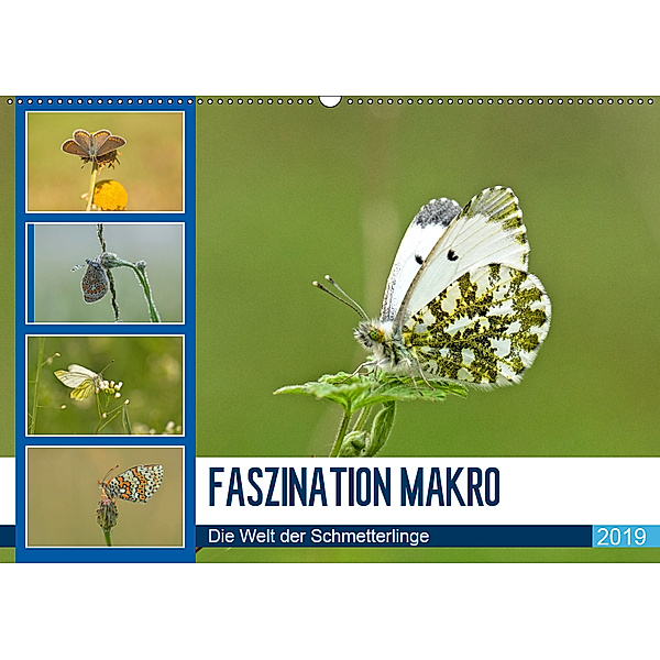 Faszination Makro - Die Welt der Schmetterlinge (Wandkalender 2019 DIN A2 quer), Andrea Potratz