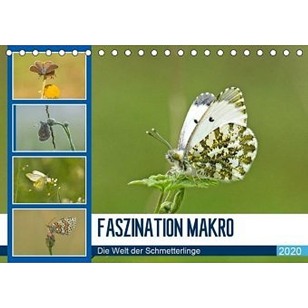 Faszination Makro - Die Welt der Schmetterlinge (Tischkalender 2020 DIN A5 quer), Andrea Potratz