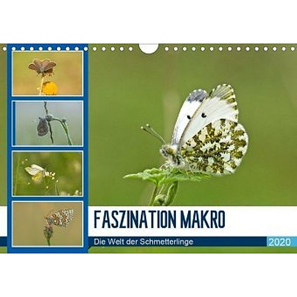 Faszination Makro - Die Welt der Schmetterlinge (Wandkalender 2020 DIN A4 quer), Andrea Potratz