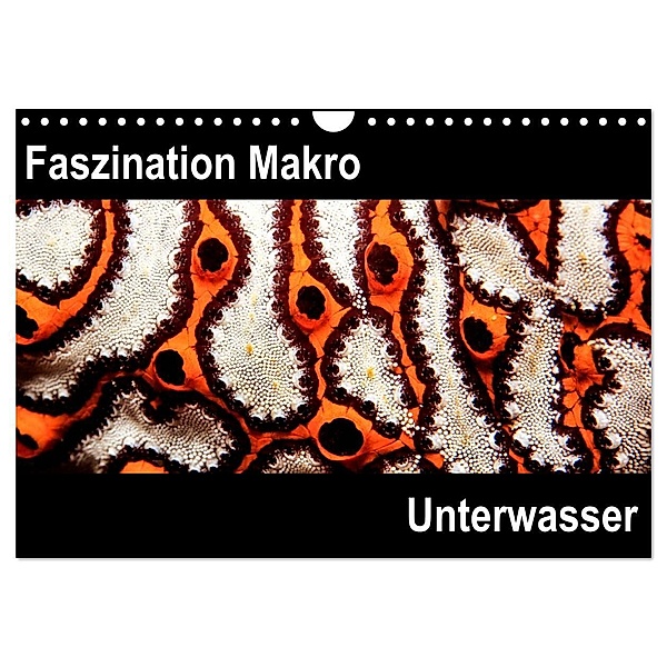 Faszination Makro Unterwasser (Wandkalender 2024 DIN A4 quer), CALVENDO Monatskalender, Markus Bucher