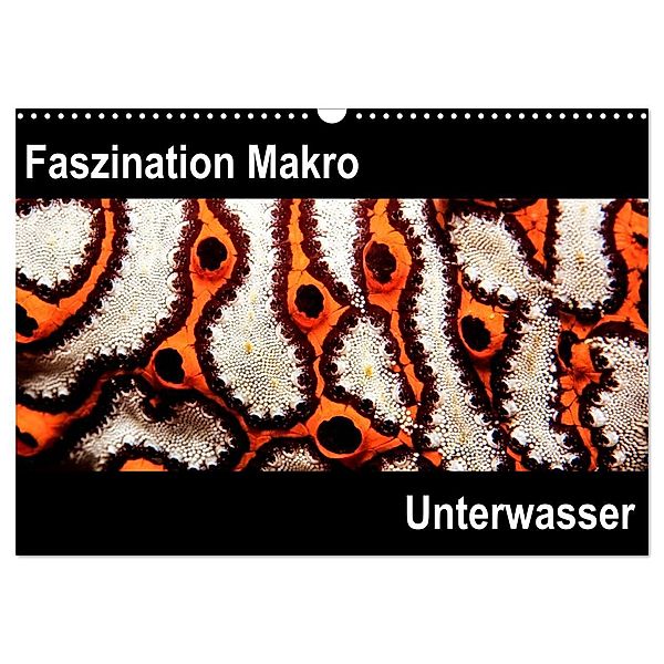 Faszination Makro Unterwasser (Wandkalender 2024 DIN A3 quer), CALVENDO Monatskalender, Markus Bucher
