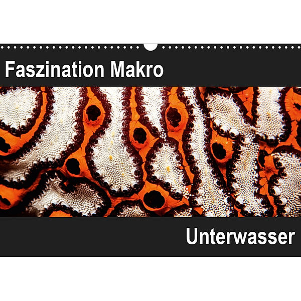 Faszination Makro UnterwasserCH-Version (Wandkalender 2019 DIN A3 quer), Markus Bucher