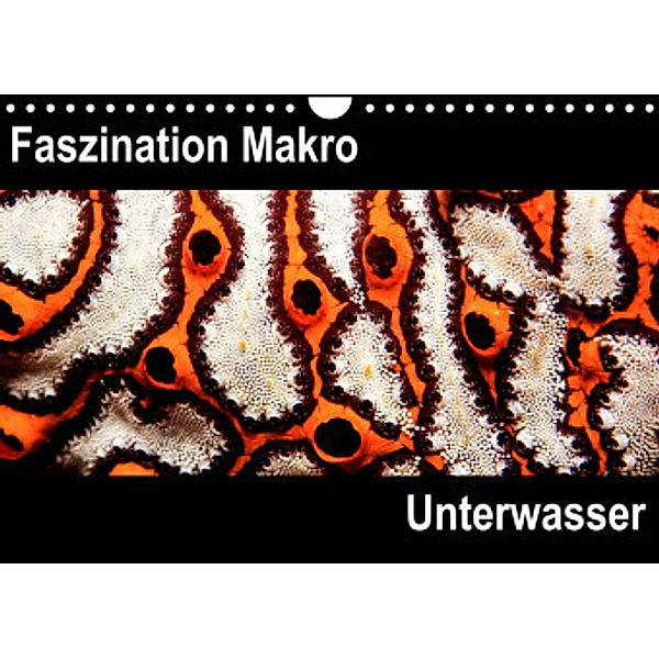 Faszination Makro UnterwasserCH-Version  (Wandkalender 2022 DIN A4 quer), Markus Bucher