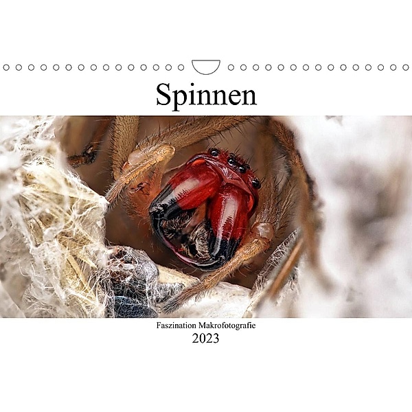Faszination Makrofotografie: Spinnen (Wandkalender 2023 DIN A4 quer), Alexander Mett Photography