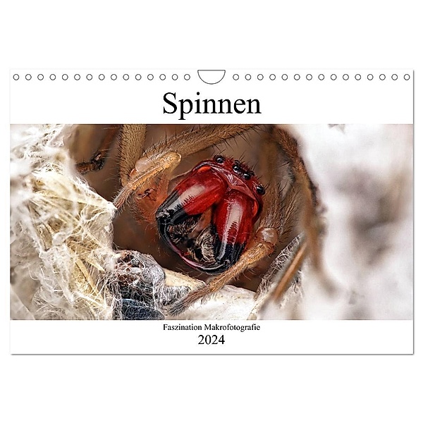 Faszination Makrofotografie: Spinnen (Wandkalender 2024 DIN A4 quer), CALVENDO Monatskalender, Alexander Mett Photography