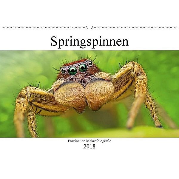 Faszination Makrofotografie: Springspinnen (Wandkalender 2018 DIN A2 quer), Alexander Mett