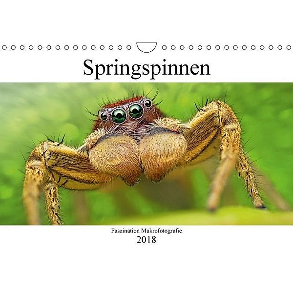 Faszination Makrofotografie: Springspinnen (Wandkalender 2018 DIN A4 quer), Alexander Mett