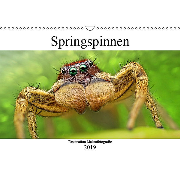 Faszination Makrofotografie: Springspinnen (Wandkalender 2019 DIN A3 quer), Alexander Mett