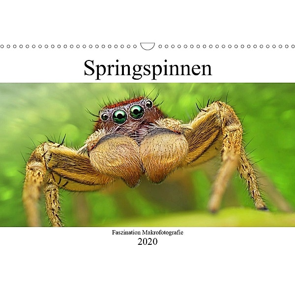 Faszination Makrofotografie: Springspinnen (Wandkalender 2020 DIN A3 quer), Alexander Mett