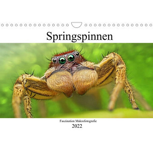 Faszination Makrofotografie: Springspinnen (Wandkalender 2022 DIN A4 quer), Alexander Mett Photography